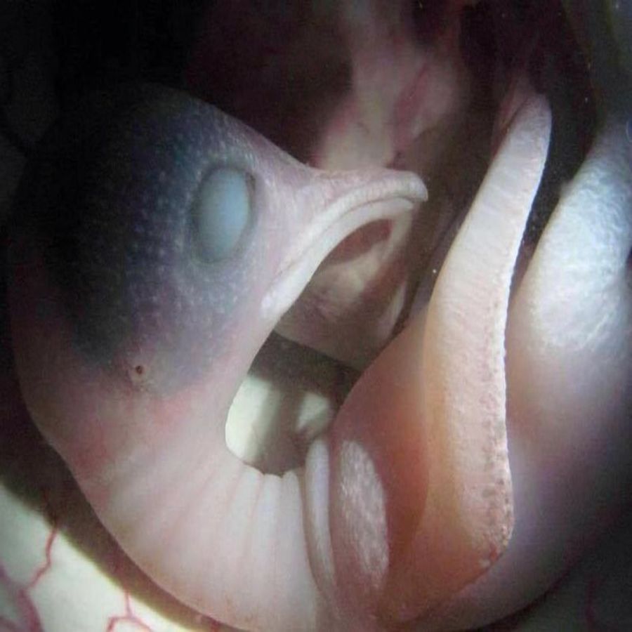 Animals in the Womb: Have you ever seen an animal cub in its womb? See this  picture | Animals in the Womb: Have you ever seen an animal cub in its womb?