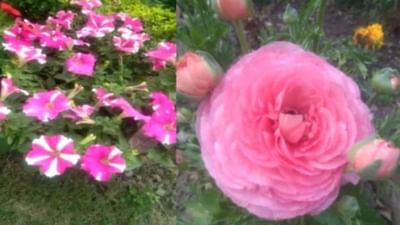 Success Story: યુવા ખેડૂતે ગ્લેડીયોલસ ફૂલની ખેતીથી બનાવી અલગ ઓળખ, રાષ્ટ્રપતિ ભવનની શોભા પણ વધારી ચૂક્યા છે તેમના ફુલો