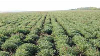 Oregano Farming: જાણો ઓરેગાનોની ખેતીના ફાયદા અને તેના વ્યવાસાયિક લાભ