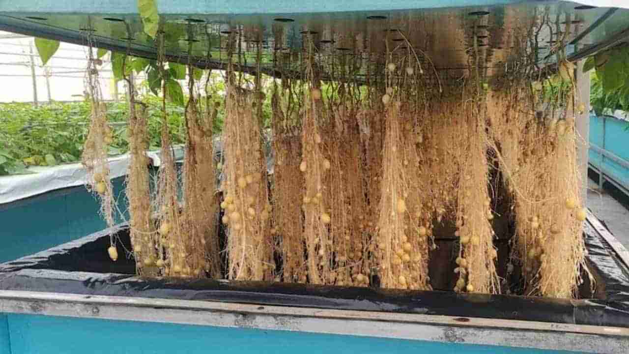 Aeroponic Potato Farming: આ ટેક્નોલોજીથી હવામાં થાય છે બટાટાની ખેતી, 10 ગણું વધુ મળે છે ઉત્પાદન