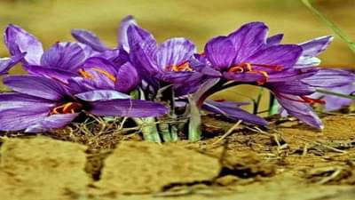 Saffron Farming: લાલ સોનું કહેવાય છે આ પાક, એકવાર તૈયાર થઈ જાય પછી નફો જ નફો!