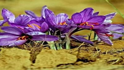 Saffron Farming: લાલ સોનું કહેવાય છે આ પાક, એકવાર તૈયાર થઈ જાય પછી નફો જ નફો!
