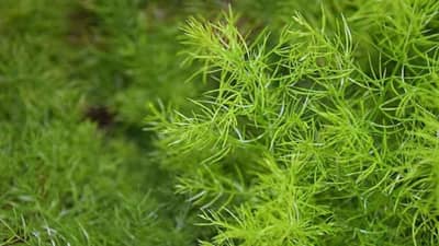 Shatawari Cultivation: શતાવરીની ખેતીથી થઈ શકે છે અઢળક કમાણી, જાણો સંપૂર્ણ વિગત