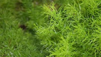 Shatawari Cultivation: શતાવરીની ખેતીથી થઈ શકે છે અઢળક કમાણી, જાણો સંપૂર્ણ વિગત