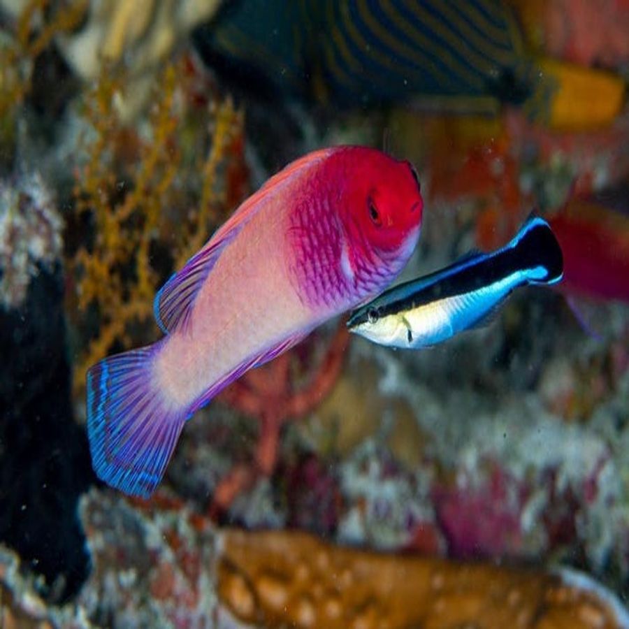 જો કે આ માછલીને સપ્તરંગી માછલી પણ કહેવામાં આવે છે. આ માછલીમાં લાલ, ગુલાબી અને વાદળી રંગો વધુ હોય છે પરંતુ નર માછલીમાં નારંગી અને પીળો રંગ જોવા મળે છે.  