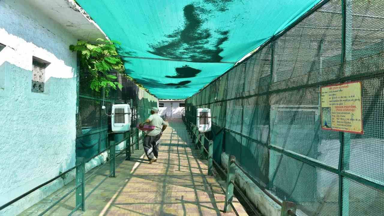 Ahmedabad : કાંકરિયા ઝૂમાં પશુ-પંખીઓને ગરમીથી રાહત આપવા એરકુલરની વ્યવસ્થા કરાઇ