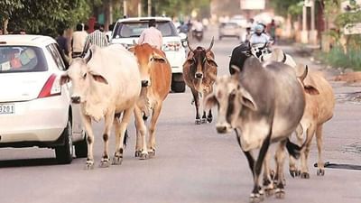 Ahmedabad : એસ.પી. રિંગરોડ પર માલધારી આગેવાનોએ પ્રદર્શન કર્યું, રખડતા પશુ અંગેના નવા ખરડાનો વિરોધ કર્યો
