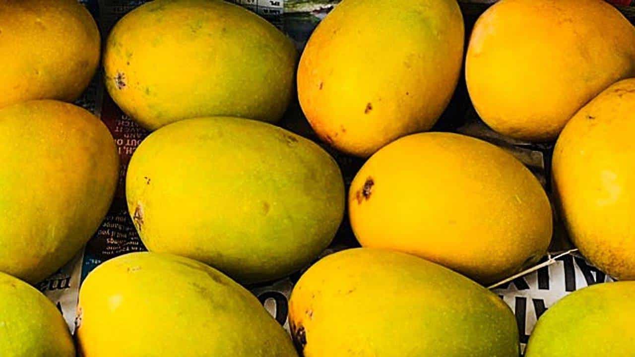 Alphonso Mango Price: બજારમાં આવવા લાગી સૌથી મોંઘી કેરી, એક ડઝન હાફુસ કેરીનો આટલો છે ભાવ