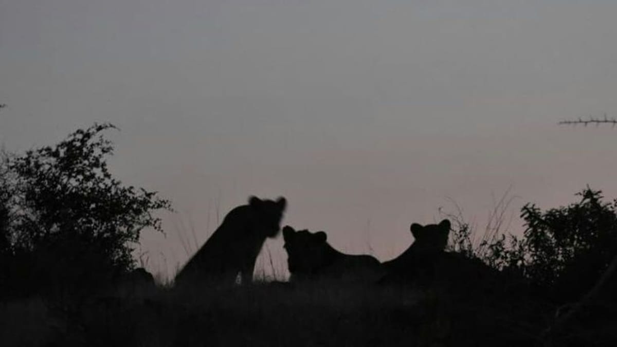 Amreli : સિંહની પાછળ કાર દોડાવવી યુવાનને ભારે પડી, વન વિભાગે કાર સાથે યુવકની ધરપકડ કરી