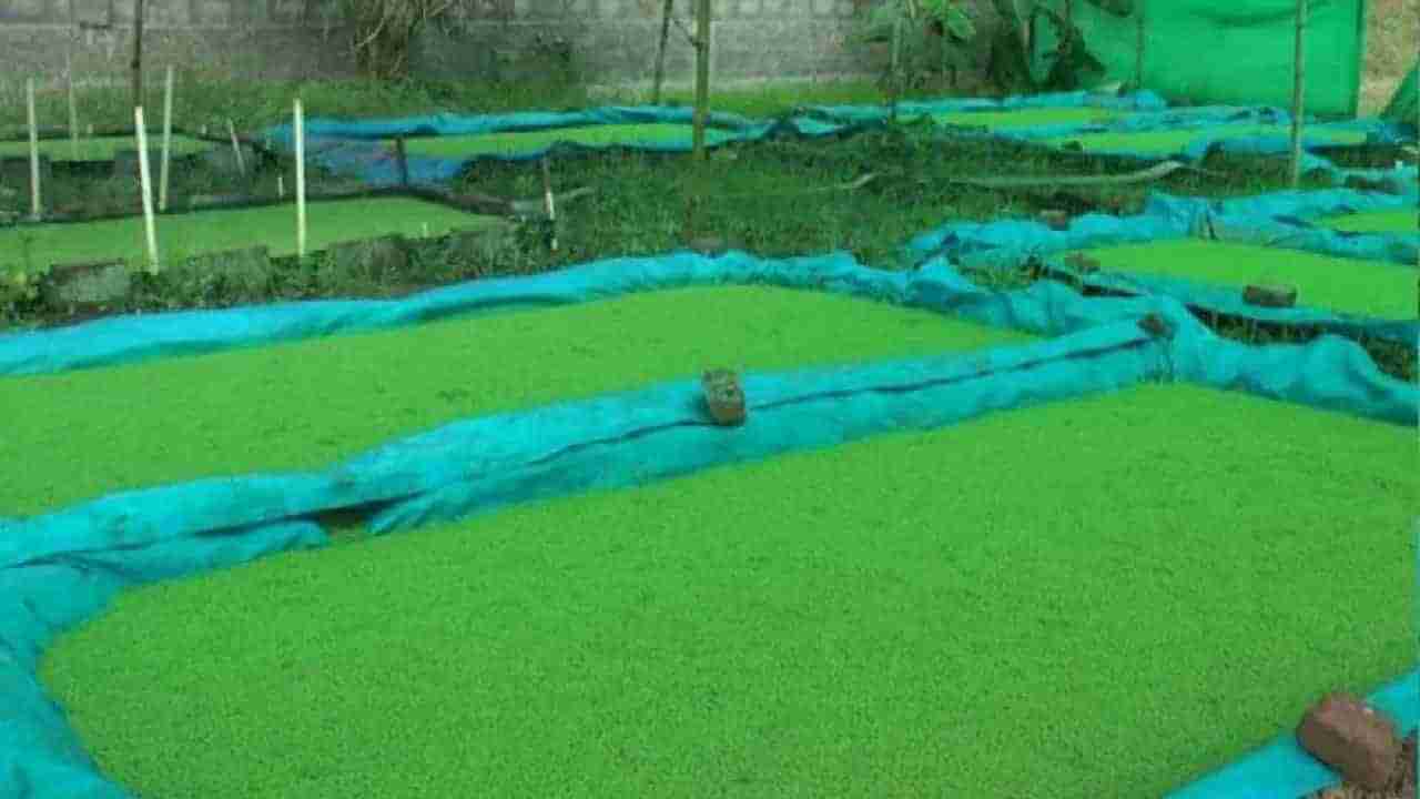 Azolla: પશુઓ માટે સર્વોત્તમ આહાર છે અઝોલા, ડાંગર સાથે વાવવાથી 20 ટકા વધારે છે ઉત્પાદન