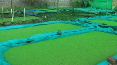 Azolla: પશુઓ માટે સર્વોત્તમ આહાર છે અઝોલા, ડાંગર સાથે વાવવાથી 20 ટકા વધારે છે ઉત્પાદન