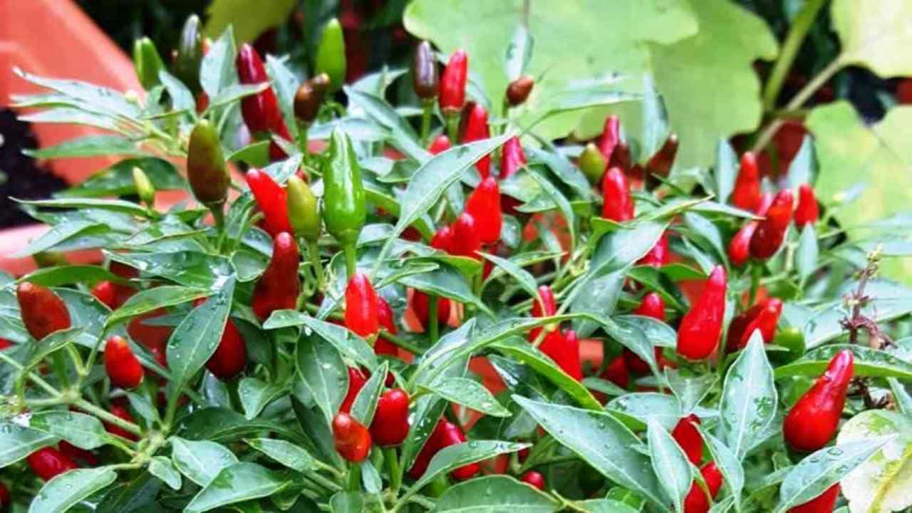 Bird Eye Chili Farming: ઉલ્ટુ મરચું એટલે શું? ખેડૂતોને આપે છે લાખોમાં નફો, જાણો કેવી રીતે થાય છે તેની ખેતી