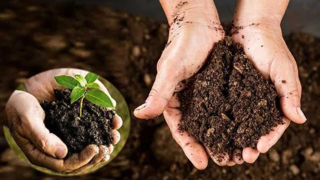 Black Soil: કાળી માટી ક્યા પાક માટે છે સૌથી શ્રેષ્ઠ, જાણો કાળી માટીની વિશેષતાઓ