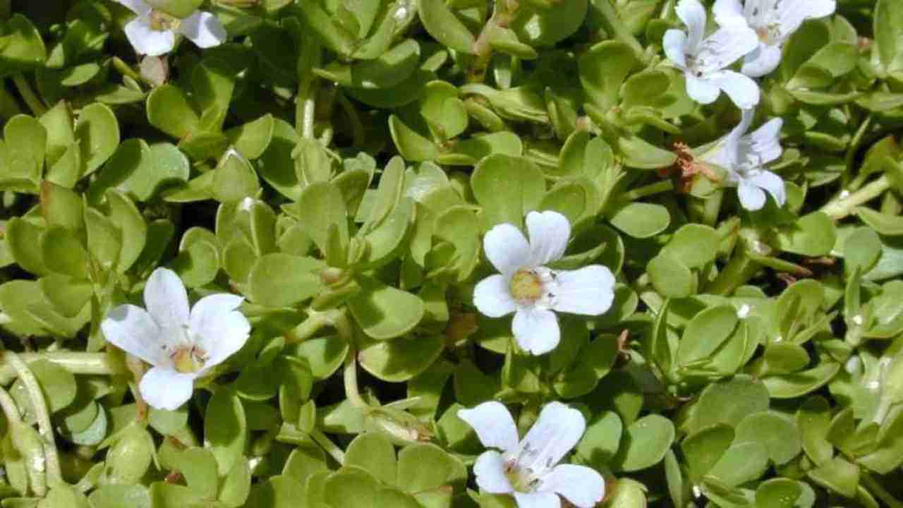 Brahmi Cultivation: ઔષધીય છોડ બ્રાહ્મીની ખેતીમાં છે સારો નફો, વર્ષમાં થાય છે ત્રણથી ચાર વખત લણણી