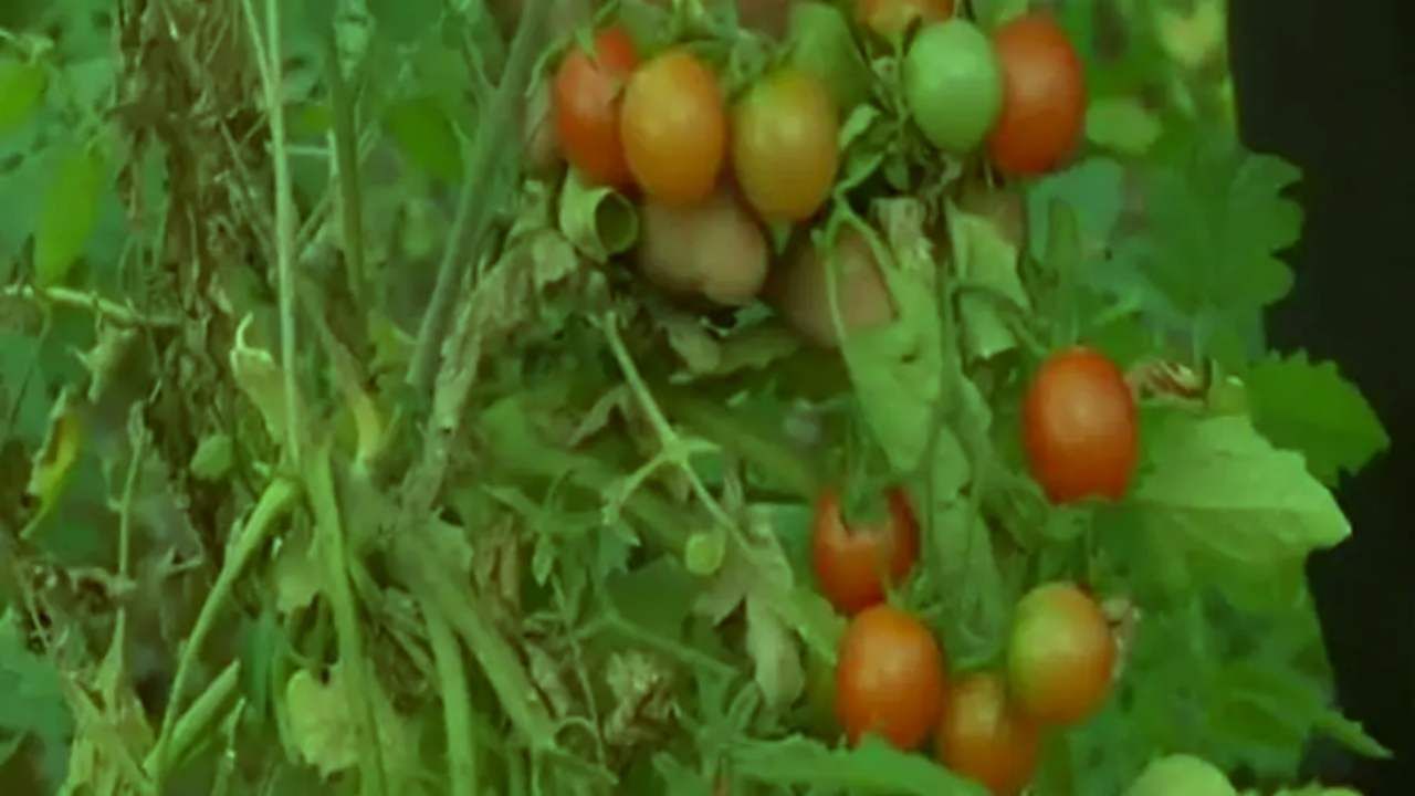 Cherry Tomato Farming: ચેરી ટામેટાની ખેતી કેવી રીતે કરવી, જાણો સંપૂર્ણ પદ્ધતિ