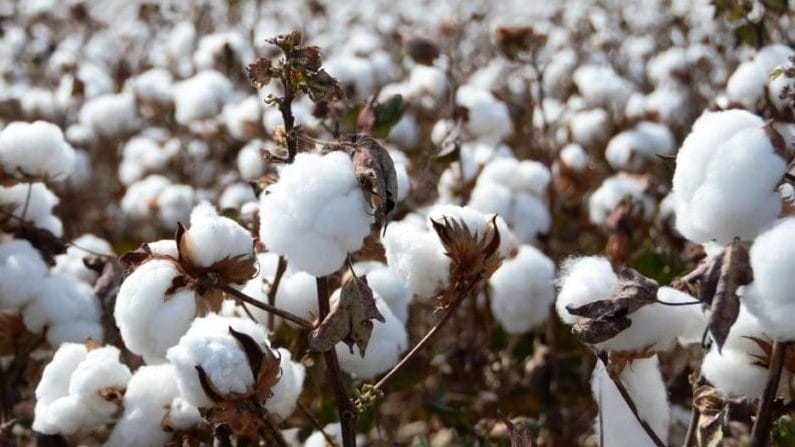 Agriculture: કપાસના ભાવ અત્યાર સુધીની વિક્રમી ઊંચાઈએ પહોંચ્યા, ખેડૂતોને MSP થી બમણો ફાયદો થયો