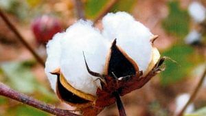 Cotton Price: આ કારણે પરેશાન રહ્યા કપાસ ઉત્પાદક, કૃષિ નિષ્ણાંતોએ આપી આ સલાહ
