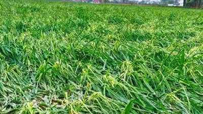 કેન્દ્ર સરકાર કરતી રહી ખુબ વખાણ, છતાં કેમ પાક વીમા યોજનાથી બહાર થઈ ગયા 6 રાજ્ય?