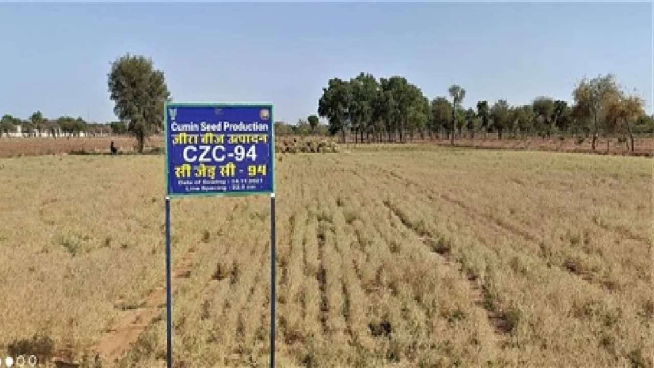 Cumin Farming: ICAR એ વિકસાવી જીરુંની નવી જાત, ઓછા પિયત અને 105 દિવસમાં થશે તૈયાર