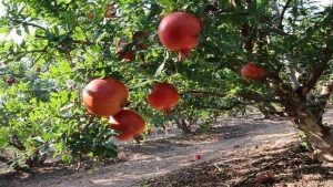 Pomegranate Farming: દાડમની ખેતી ખેડૂતોને કરી શકે છે માલામાલ, સતત 24 વર્ષ સુધી આપી શકે છે ઉત્પાદન