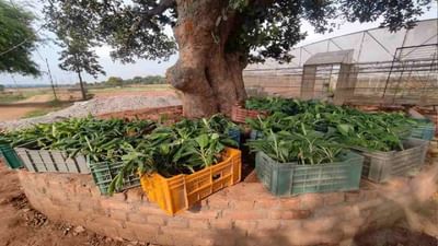 કૃષિ ટેકનોલોજીને પ્રોત્સાહન આપવાની પહેલ, ધોનીનું ફાર્મ હોળીના અવસર પર ત્રણ દિવસ સામાન્ય લોકો માટે ખુલ્લું મુકાયું