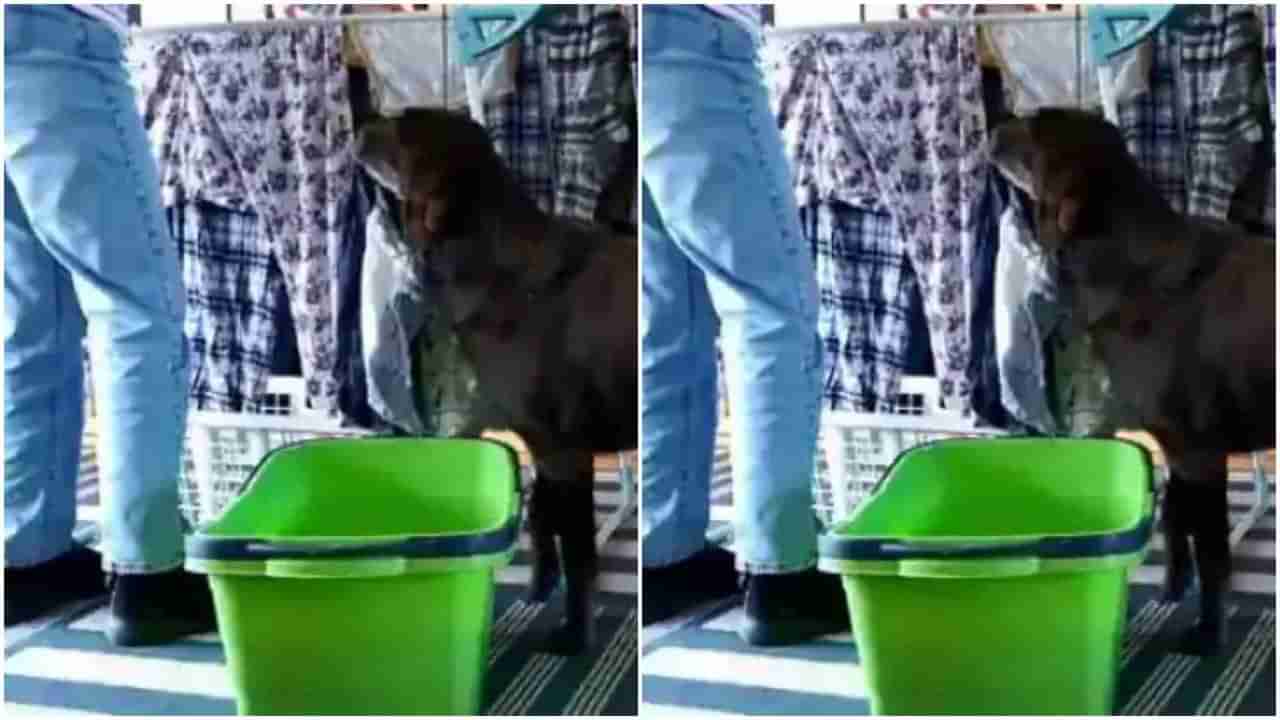 Viral: કપડા સુકવવામાં કૂતરાએ કરી મદદ, વીડિયો જોઈ લોકોએ કહ્યું આવો હેલ્પર અમારે પણ જોઈએ