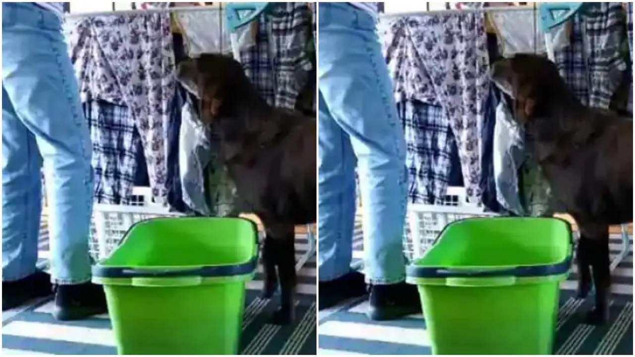 Viral: કપડા સુકવવામાં કૂતરાએ કરી મદદ, વીડિયો જોઈ લોકોએ કહ્યું 'આવો હેલ્પર અમારે પણ જોઈએ'