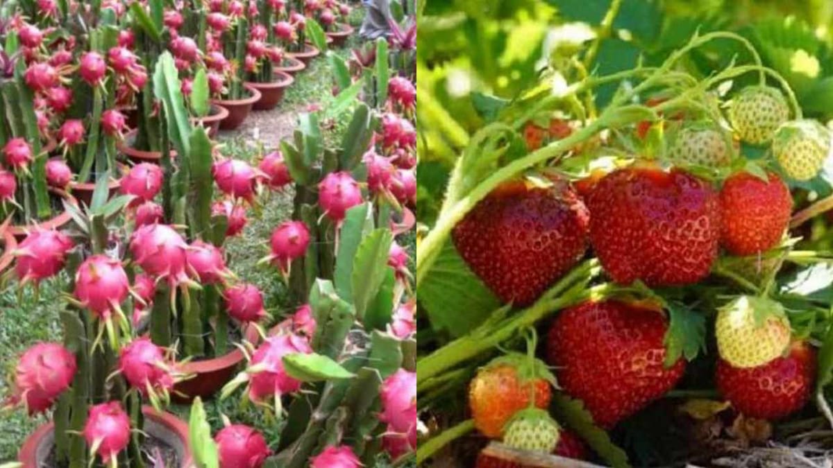 Success Story: ડ્રેગન ફ્રુટ અને સ્ટ્રોબેરીની ખેતીથી કરી રહ્યા છે સારો નફો, જાણો આ પ્રગતિશીલ ખેડૂતની કહાની