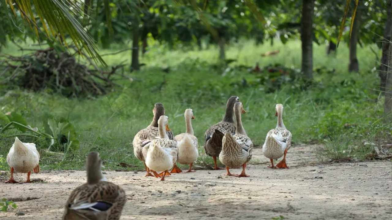 Duck Farming : ભારતમાં પહેલી મેડ ઈન ઈન્ડિયા બતક પ્લેગ વેક્સિન લોન્ચ, IVRIએ કરી છે વિકસિત
