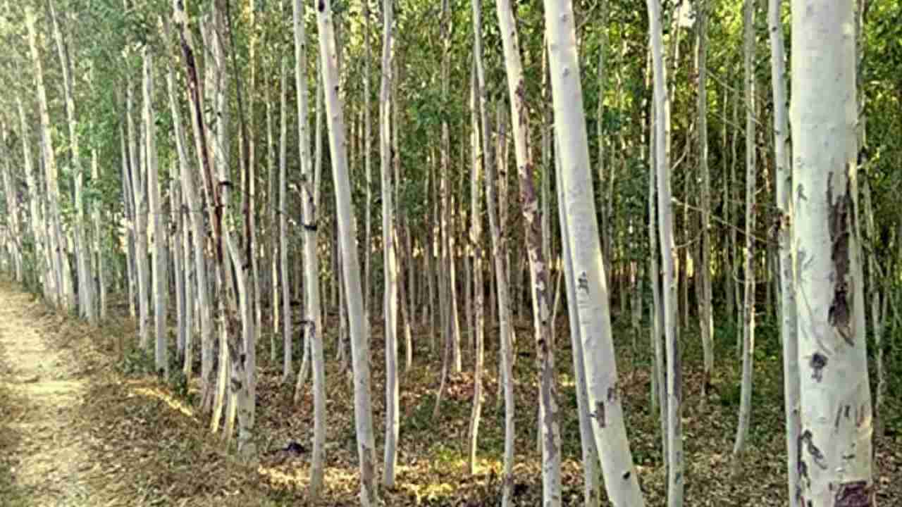 Eucalyptus Farming: ખેડૂતો નીલગિરીની ખેતીથી મેળવી શકે છે સારી કમાણી, જાણો સંપૂર્ણ વિગત