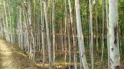 Eucalyptus Farming: ખેડૂતો નીલગિરીની ખેતીથી મેળવી શકે છે સારી કમાણી, જાણો સંપૂર્ણ વિગત