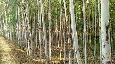 Eucalyptus Farming: ખેડૂતો નીલગિરીની ખેતીથી મેળવી શકે છે સારી કમાણી, જાણો સંપૂર્ણ વિગત