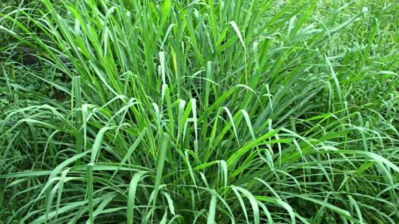 Guinea Grass Farming: ગિની ઘાસની ખેતીની સંપૂર્ણ જાણકારી, જાણો બારેમાસ પશુઓ માટે ઉપયોગી ઘાસની વિશેષતા
