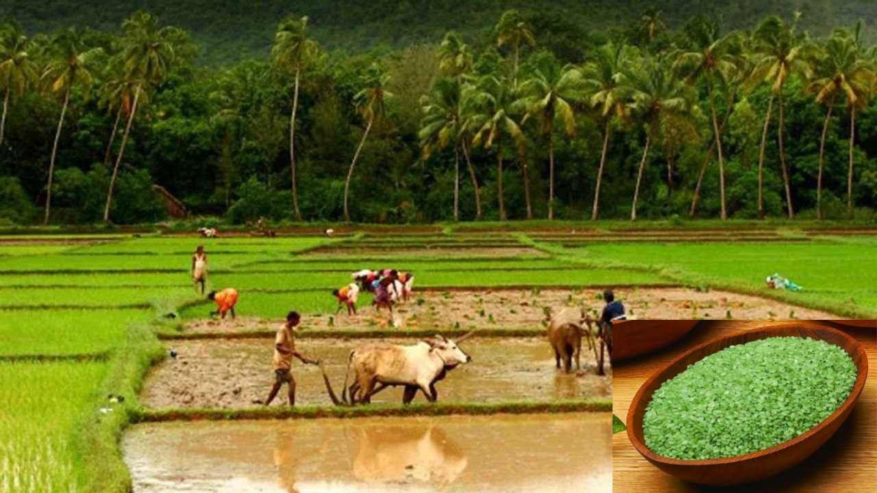 Green Rice Farming: ભારત સહિત ઓસ્ટ્રેલિયામાં પણ રહે છે આ ચોખાની સતત માગ, એક કિલો બિયારણ આપી શકે છે 37 કિલો ઉત્પાદન