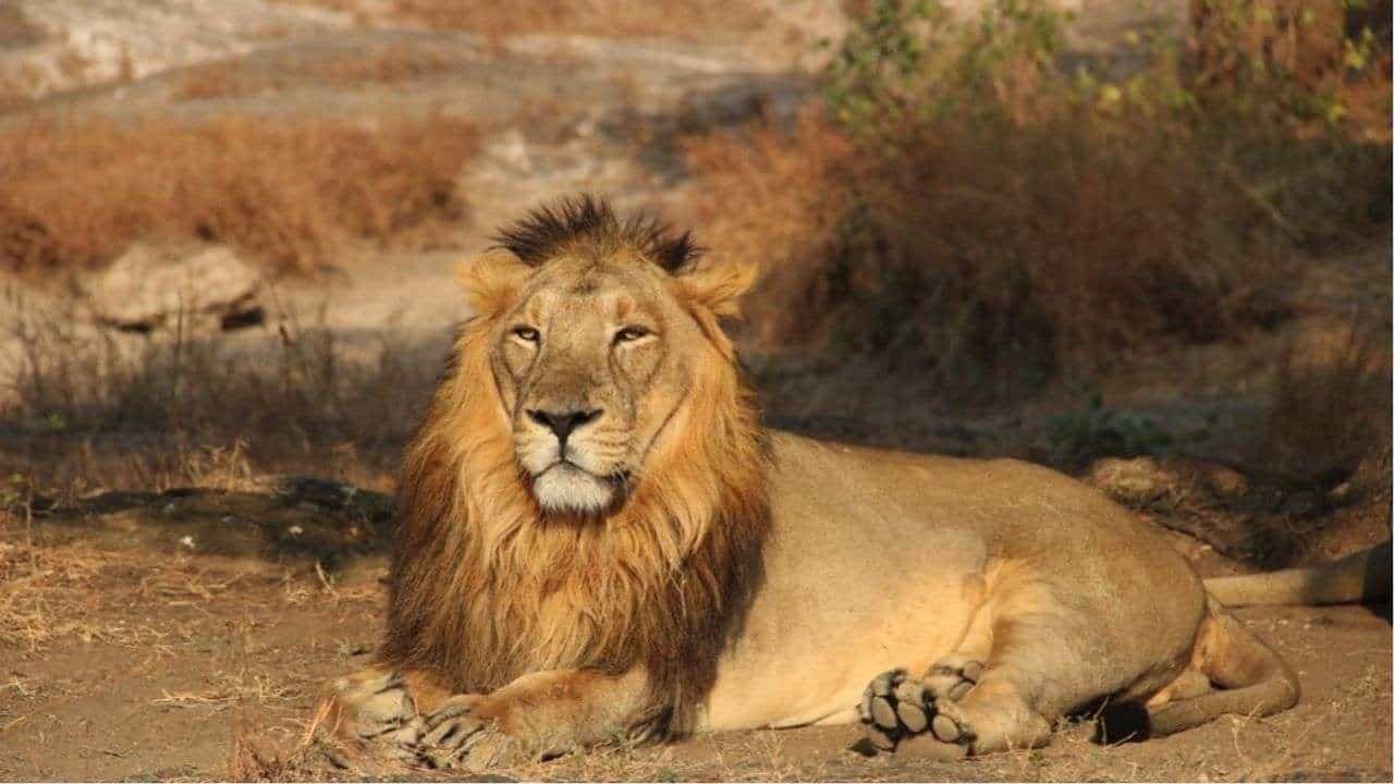 Gir રાષ્ટ્રીય ઉદ્યાનમાં સિંહની ગીચતા સામે જંગલી મારણની ગીચતા પણ વધી : વન મંત્રી અશ્વિની કુમાર ચૌબે