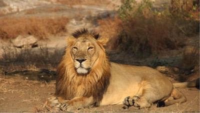 Gir રાષ્ટ્રીય ઉદ્યાનમાં સિંહની ગીચતા સામે જંગલી મારણની ગીચતા પણ વધી : વન મંત્રી અશ્વિની કુમાર ચૌબે