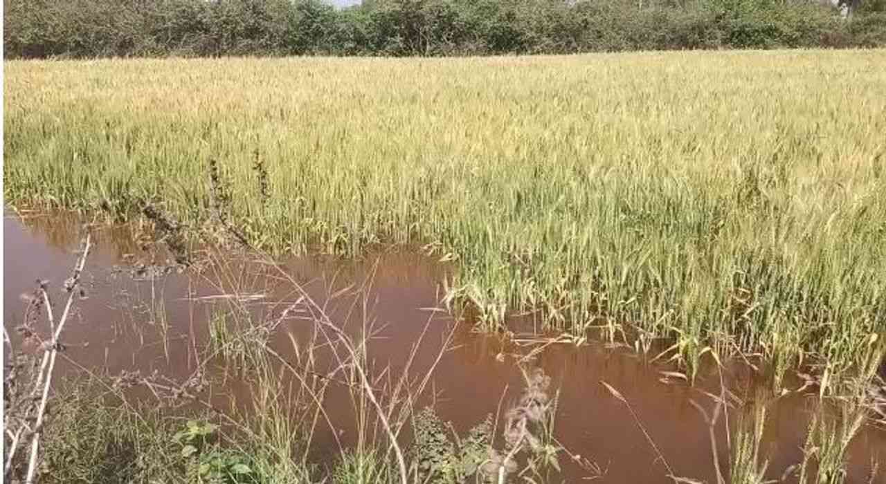 Ahmedabad: ધોળકાના ચંડીસર ગામમાં નર્મદાની મેઈન કેનાલમાં ગાબડું, ખેતરોમાં પાણી ફરી વળતા ખેડૂતોને નુકસાન