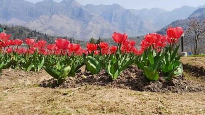 કાશ્મીરમાં નવી સિઝનની શરૂઆત સાથે એશિયાનો સૌથી મોટો ટ્યૂલિપ ગાર્ડન 23 માર્ચથી સામાન્ય લોકો માટે ખુલશે. કાશ્મીરનું ટ્યૂલિપ ગાર્ડન જબરવાન પર્વતમાળાની તળેટીમાં આવેલું છે.