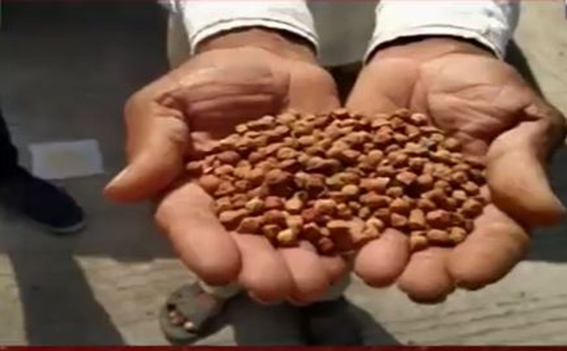 Jamnagar: કાલાવડ માર્કેટયાર્ડમાં ટેકાના ભાવે ચણાની ખરીદી શરુ, સારો ભાવ મળતા ખેડૂતોમાં ખુશીનો માહોલ