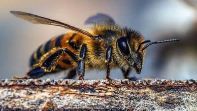 Knowledge: જાણો 'કિલર મધમાખી'ના જન્મની વાત, વૈજ્ઞાનિકોના પ્રયોગમાં ભૂલને કારણે કેવી રીતે થયો જન્મ?