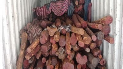 Kutch: મુન્દ્રા પોર્ટ પરથી 5.85 કરોડની કિંમતનું 11.7 ટન રક્તચંદન પકડાયું