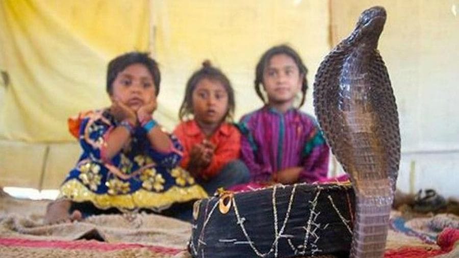 આજે મહાશિવરાત્રી (Mahashivratri) છે. આ દિવસ શિવભક્તો માટે ખાસ છે. ભોલેનાથની કલ્પના થતાં જ હાથમાં ત્રિશૂળ અને ગળામાં સાપ વીંટાળેલા મહાદેવનું (Mahadev) ચિત્ર બહાર આવે છે. દેશમાં સાપને લઈને લોકોમાં ઘણો ડર છે, પરંતુ મહારાષ્ટ્રના સોલાપુર જિલ્લામાં એક શેતપાલ ગામ છે. જ્યાં સાપ ગ્રામજનોના પરિવારનો એક મહત્વપૂર્ણ ભાગ છે. આ ગામમાં કોબ્રા સહિત અનેક પ્રકારના સાપ છે. તમે શેતપાલમાં (Shetpal) બાળકોને સાપ સાથે રમતા પણ જોશો. જાણો કેમ છે આ ગામમાં આવી સ્થિતિ...