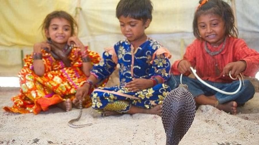 TOIના રિપોર્ટ અનુસાર શેતપાલ ગામ પુણેથી 200 કિ.મી. દૂર છે. આ ગામ કોબ્રા ગામોનું ઘર છે. અહીંના ગ્રામજનો સાપની પૂજા કરે છે. તેઓ એટલું સન્માન આપે છે કે ગામલોકોના ઘરોમાં તેમના રહેવા માટે એક ખાસ જગ્યા પણ બનાવવામાં આવી છે, જેને 'દેવસ્થાનમ' કહેવામાં આવે છે.