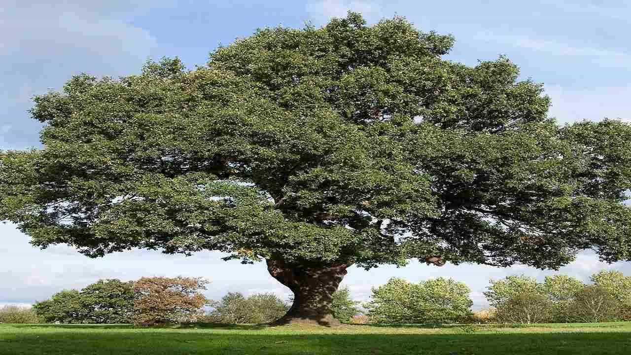 પુતિનના કર્મો ની સજા ભોગવી રહ્યું છે રશિયાનું 198 વર્ષ જૂનું ઓક વૃક્ષ ! જાણો શું છે સમગ્ર મામલો