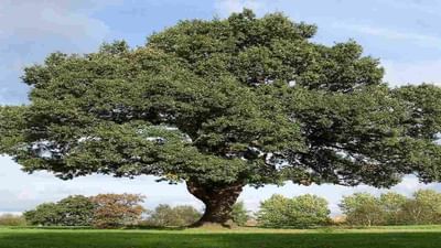 પુતિનના 'કર્મો' ની સજા ભોગવી રહ્યું છે રશિયાનું 198 વર્ષ જૂનું ઓક વૃક્ષ ! જાણો શું છે સમગ્ર મામલો