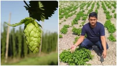 Success Story: આ પ્રગતિશીલ ખેડૂતે કરી દુનિયાના સૌથી મોંઘા શાકભાજીની ખેતી, કિંમત જાણી ચોંકી જશો