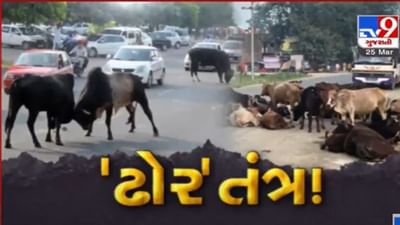 રાજકોટમાં રખડતા ઢોરના ત્રાસથી જનતા પરેશાન, મેયરે રખડતા ઢોરોને પકડવાની આપી ખાતરી