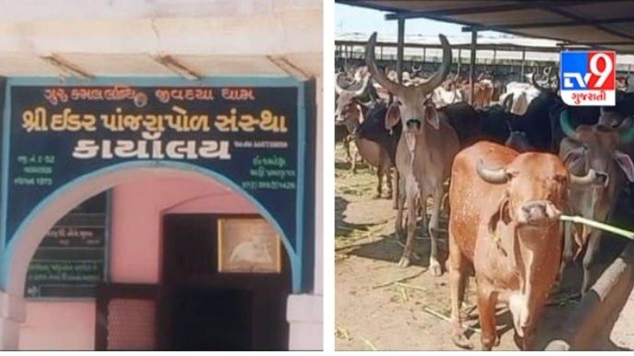 Sabarkantha: ઇડર પાંજરા પોળમાં 116 ગાય અને વાછરડાંના મોત, ઘાસ ચારો આરોગ્યા બાદ 300 થી વધુ પશુની તબીયત લથડી