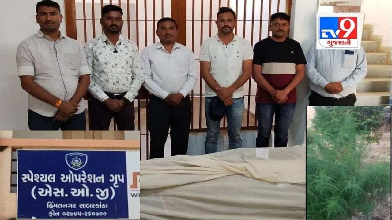 Sabarkantha: ખેતરમાં અનાજ કે શાકભાજી નહી ખેડૂતે માદક પદાર્થની જ ખેતી કરી દીધી, SOG એ મોટો જથ્થો ઝડપ્યો