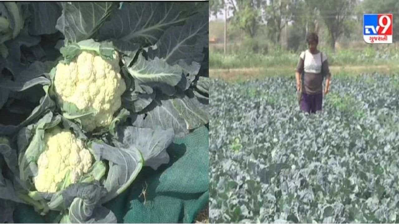 Sabarkantha: સુરત, અમદાવાદ થી લઇને દિલ્હી-મુંબઇના બજારમાં ફુલાવર ઠાલવતા ખેડૂતોની હાલત અપોષણક્ષમ ભાવોથી કફોડી